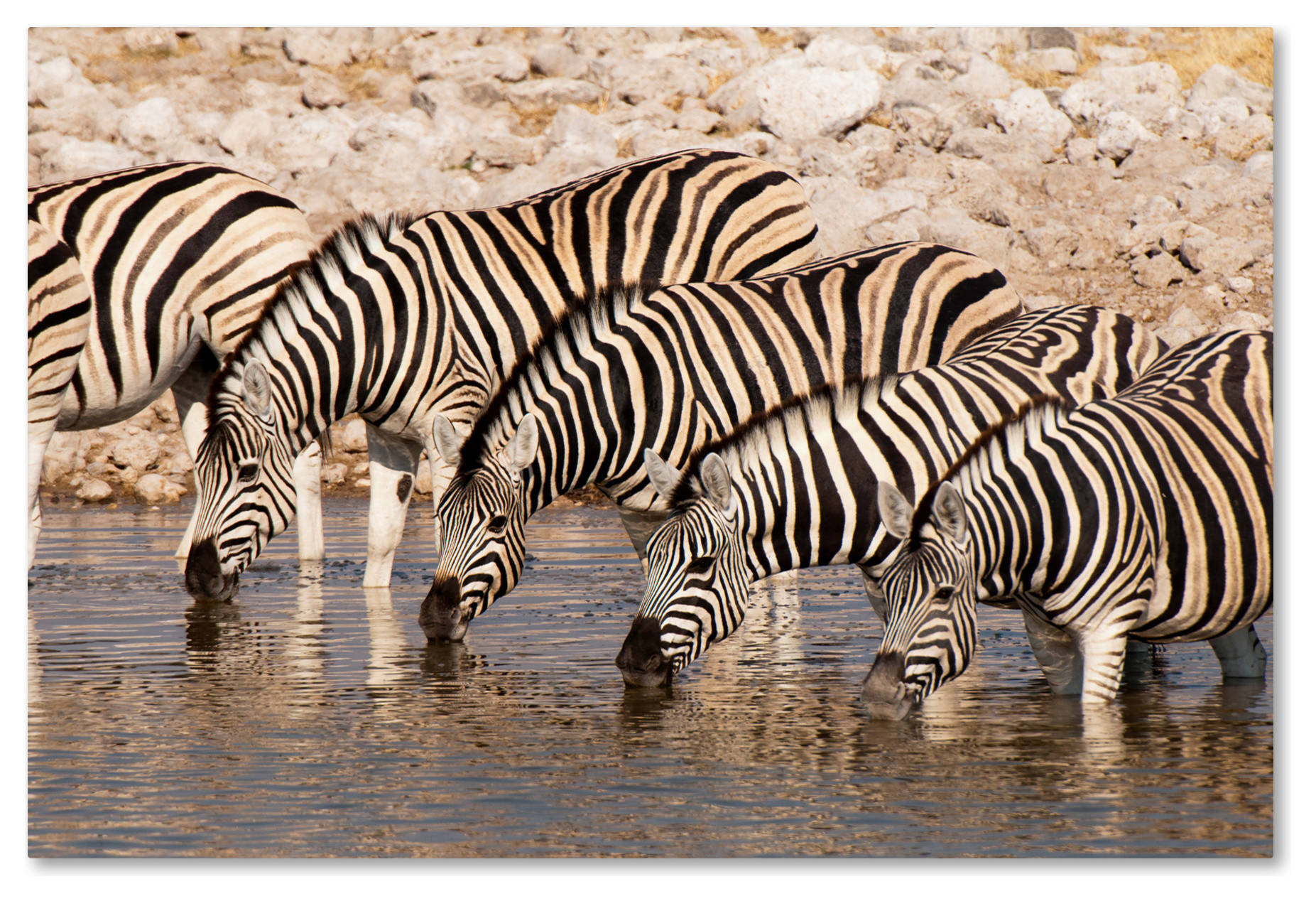 zebra